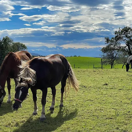 Hintermoos Appartement Kißlegg