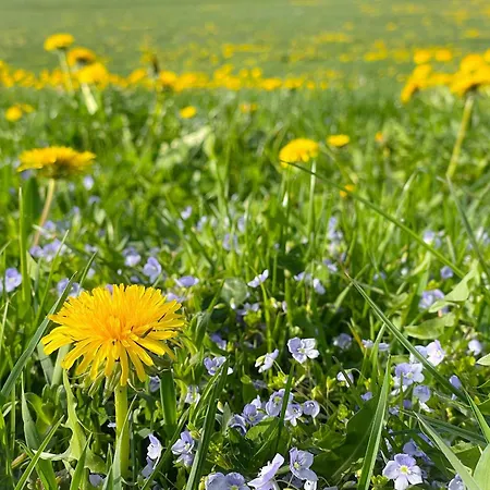 Appartement Hintermoos