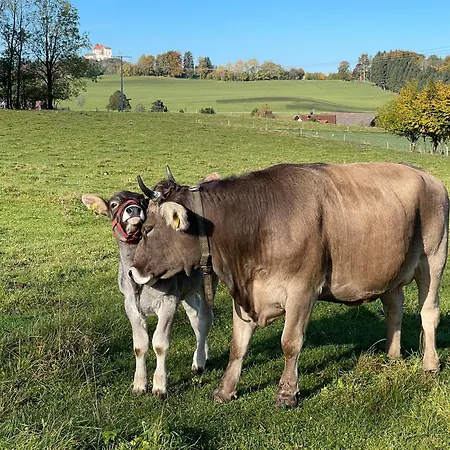 Hintermoos Lejlighed Kißlegg